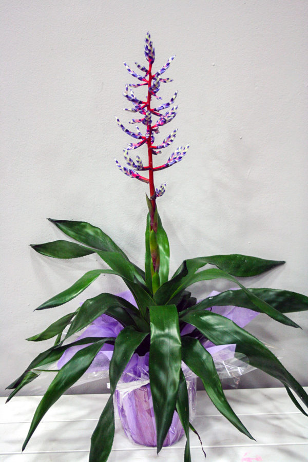 Aechmea Azul · Plantas Decorativas · Floristería Los Santos Niños · Alcalá de Henares · Madrid· Floristería Los Santos Niños · Alcalá de Henares · Madrid