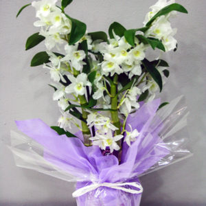 Dendrobium Blanco · Plantas Decorativas · Floristería Los Santos Niños · Alcalá de Henares · Madrid