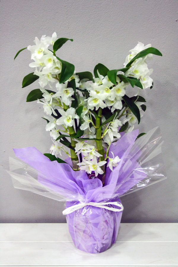 Dendrobium Blanco · Plantas Decorativas · Floristería Los Santos Niños · Alcalá de Henares · Madrid