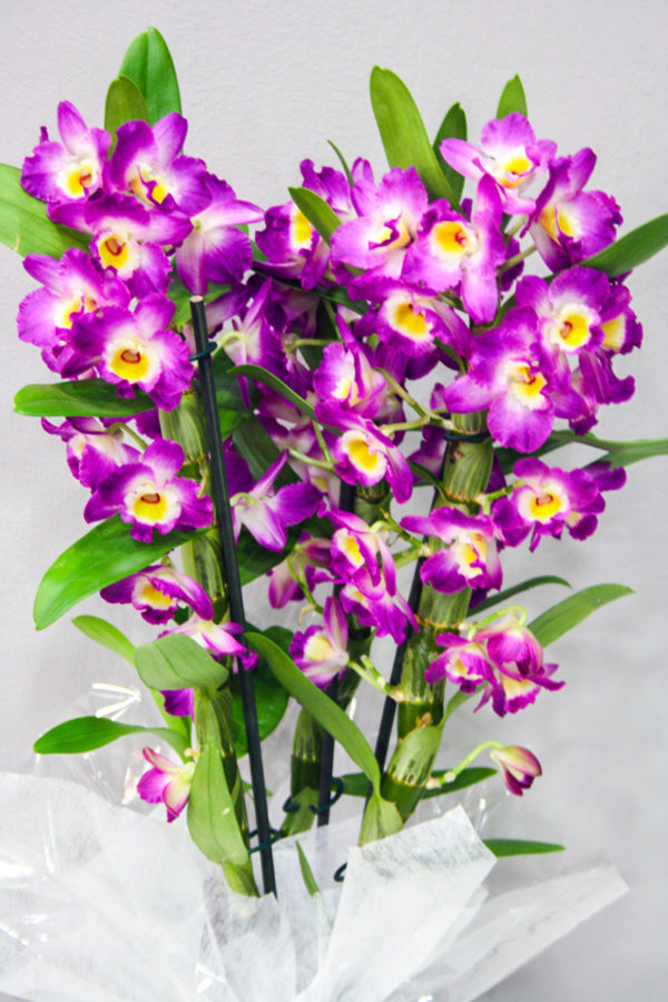 Dendrobium Fucsia · Plantas Decorativas · Floristería Los Santos Niños · Alcalá de Henares · Madrid