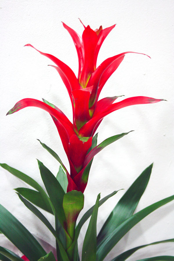 Guzmania Roja · Plantas Decorativas · Floristería Los Santos Niños · Alcalá de Henares · Madrid