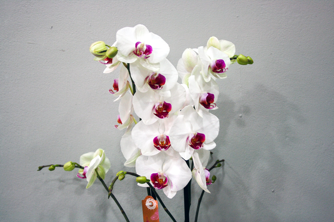 Details 100 picture orquídeas blancas con morado