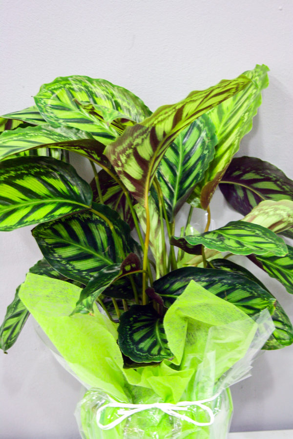 Calathea · Plantas Decorativas · Floristería Los Santos Niños · Alcalá de Henares · Madrid