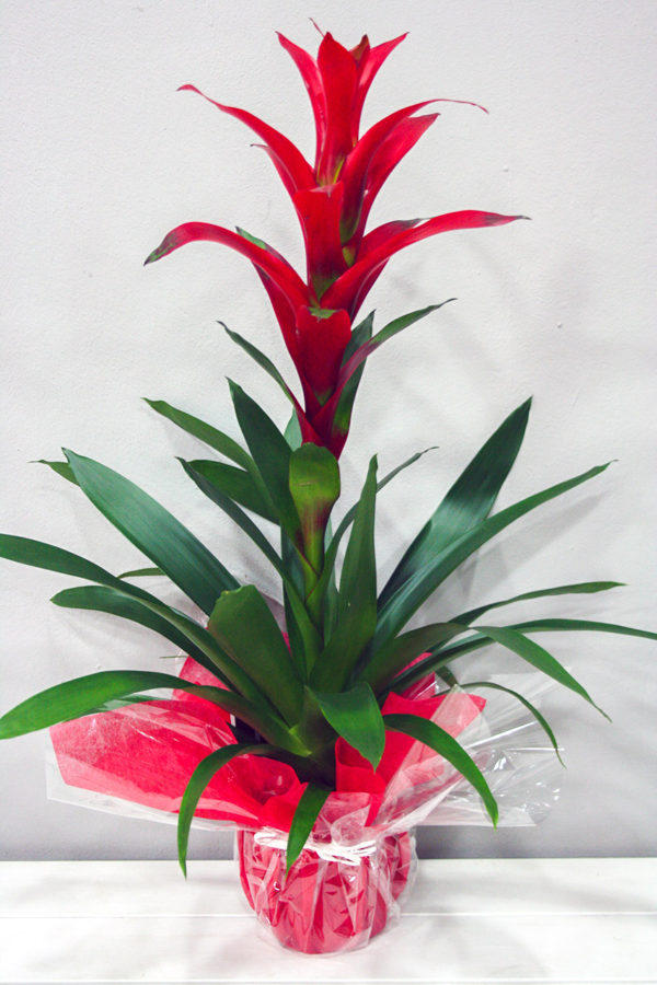 Guzmania Roja · Plantas Decorativas · Floristería Los Santos Niños · Alcalá de Henares · Madrid