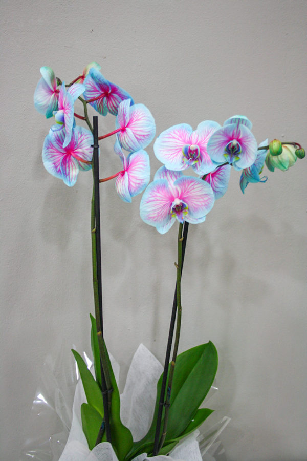 Orquídea Azul · Plantas Decorativas · Floristería Los Santos Niños · Alcalá de Henares · Madrid