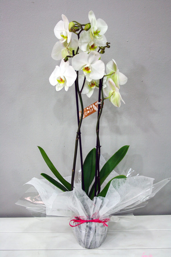 Orquídea Blanca · Floristería Los Santos Niños · Alcalá de Henares · Madrid