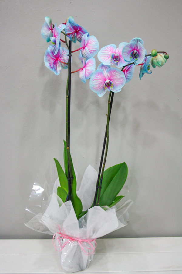 Orquídea Azul · Plantas Decorativas · Floristería Los Santos Niños · Alcalá de Henares · Madrid