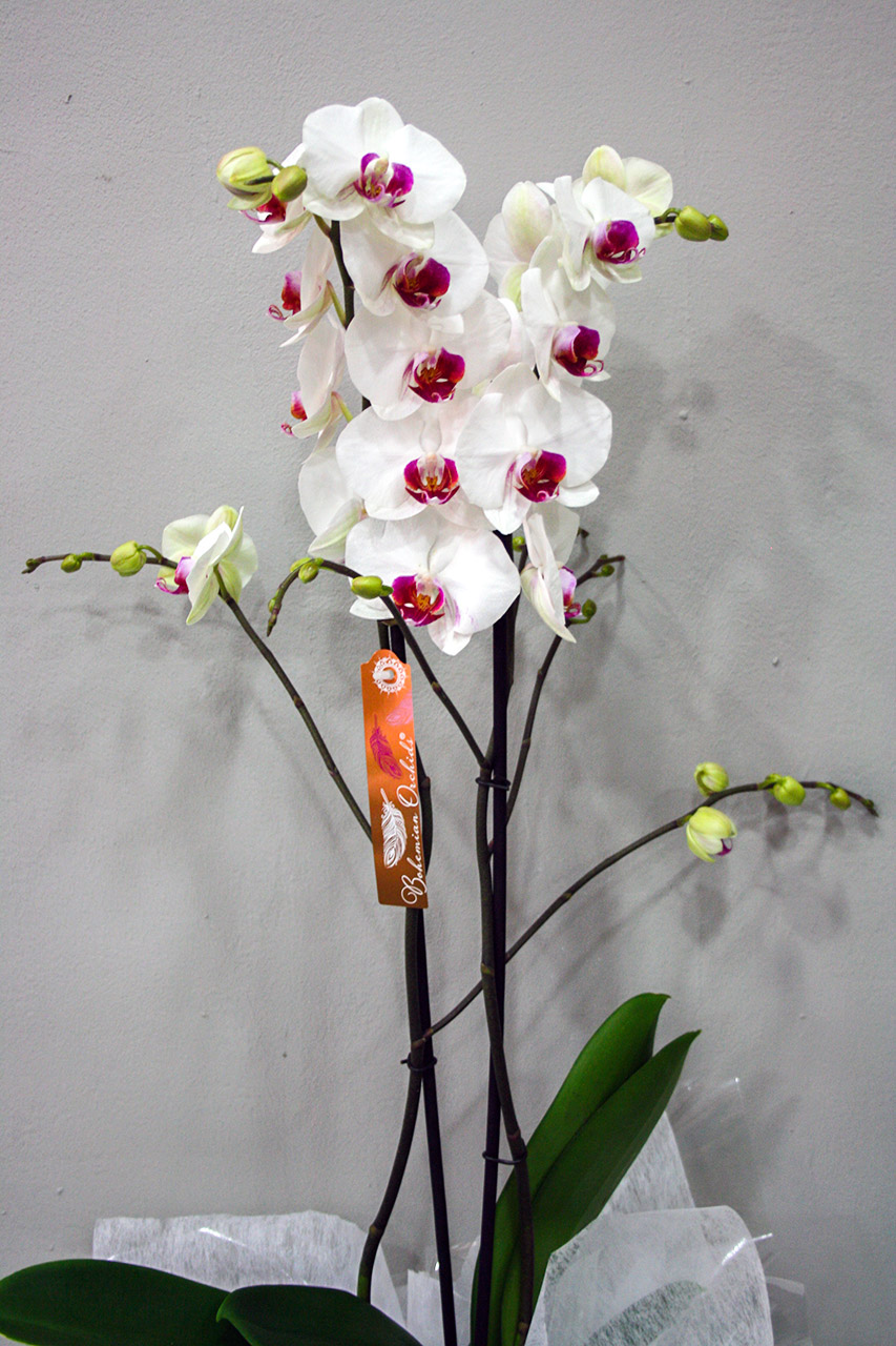 Orquídea Blanca Centro Morado · Floristería Los Santos Niños · Alcalá de Henares · Madrid· Floristería Los Santos Niños · Alcalá de Henares · Madrid· Floristería Los Santos Niños · Alcalá de Henares · Madrid