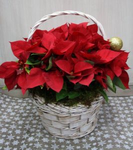 Sorteamos 1 Cesta navideña de Poinsettias · Floristería Los Santos Niños · Alcalá de Henares · Madrid