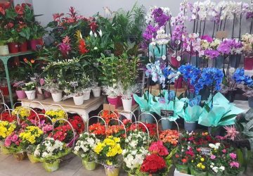 Plantas y flores para dia de la madre · Floristeria los santos niños · Alcala de henares · Madrid